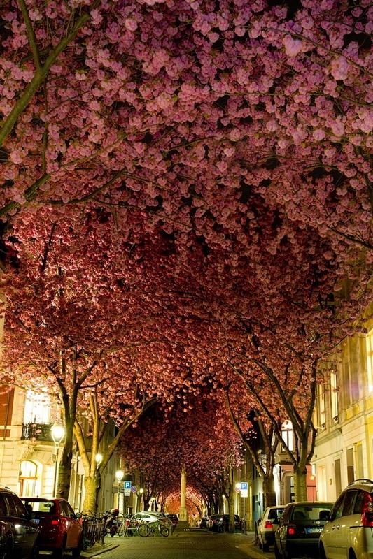 вишневый туннель в Бонне в Германии фото