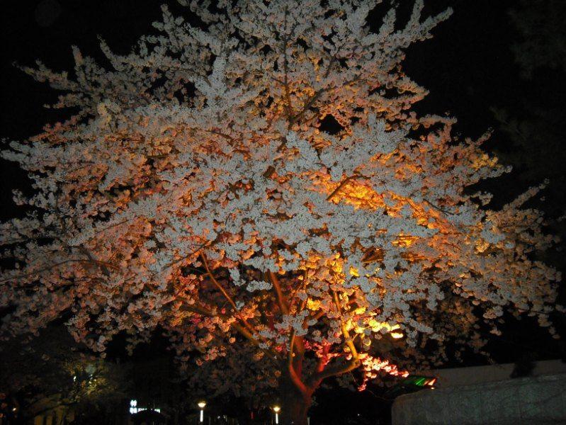 фото Цветущая сакура ночью