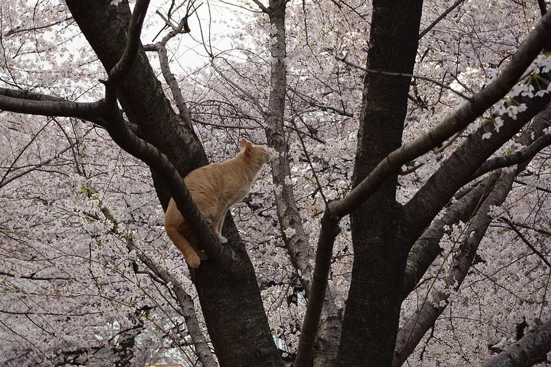 рыжий кот нюхает сакуру