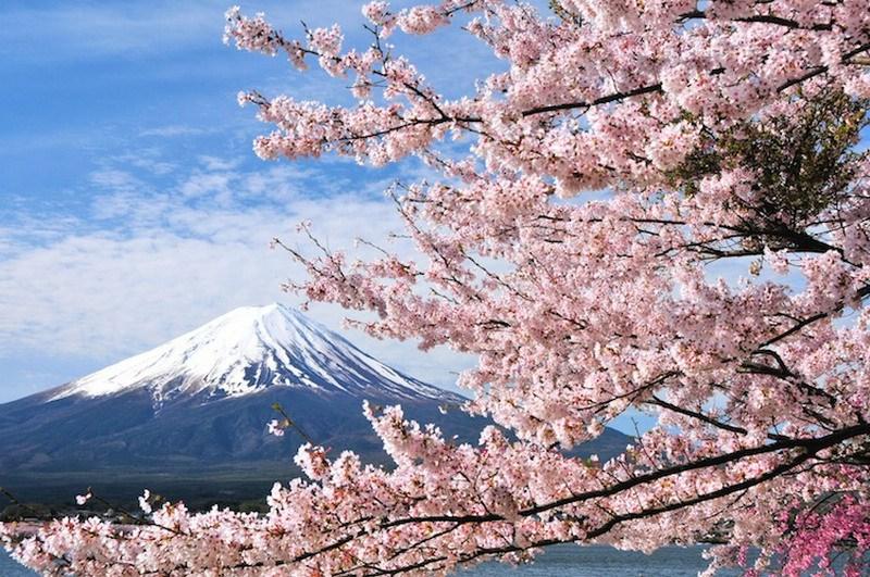 фото цветущая сакура на фоне Фудзиямы