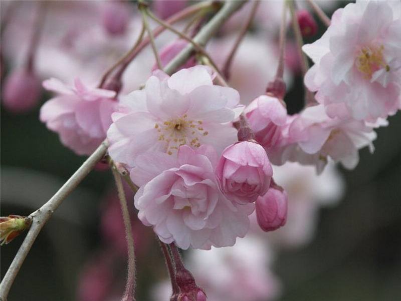 цветы сакуры фото