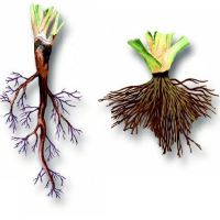 виды корней и типы корневых систем