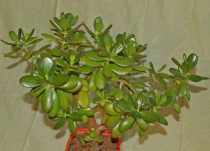 неприхотливые комнатные цветы_2