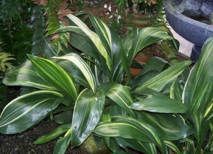 неприхотливые комнатные цветы_3