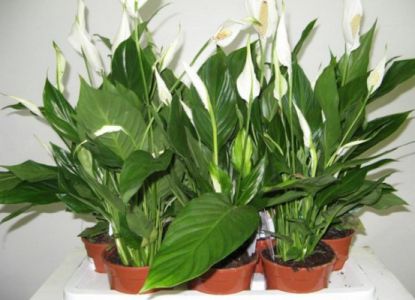 неприхотливые комнатные цветы_5