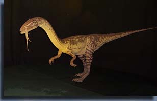 Coelophysis bauri.