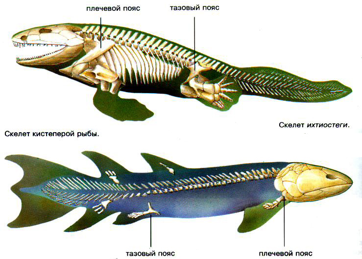 Скелеты кистеперой рыбы и первого земноводного — ихтиостеги. Скелеты кистеперой рыбы (в низу) и первого земноводного — ихтиостеги (в верху). Число и расположение костей в заднем плавнике рыбы и в задней конечности ихтиостеги практически совпадают. У ихтиостеги передний (плечевой) пояс непосредственно сочленен с позвоночником вместо того, чтобы быть намертво слитым с черепом. Тазовый пояс также соединился с позвоночником, чтобы эффективнее поддерживать тело животного. Ископаемые останки передней ноги или ласты ихтиостеги до сих пор не найдены, однако, судя по массивным костям и углу расположения локтевого сустава, ее передние конечности, скорее всего, напоминали передние ласты морского котика или морского льва. 