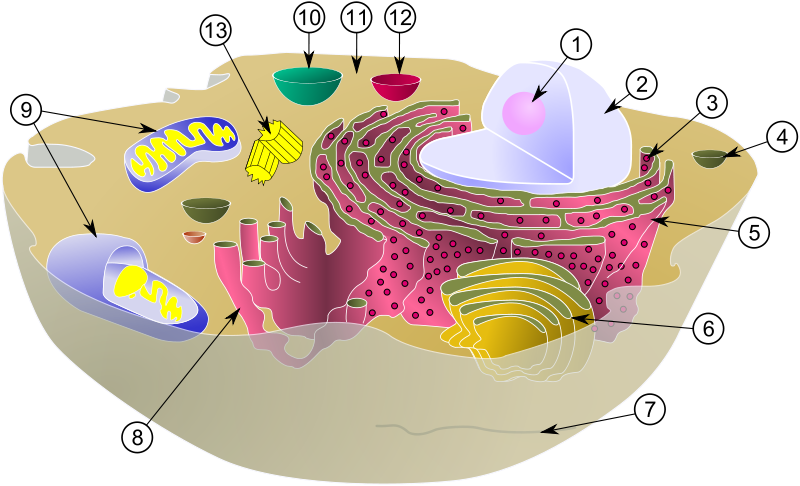 Диаграма типичной клетки животного. Отмеченные органоиды (органеллы): 1. Ядрышко, 2. Ядро, 3. Рибосома, 4. Везикула, 5. Шероховатый (гранулярный) эндоплазматический ретикулум, 6. Аппарат Гольджи, 7. Клеточная стенка, 8. Гладкий (агранулярный) эндоплазматический ретикулум, 9. Митохондрия, 10. Вакуоль, 11. Гиалоплазма, 12. Лизосома, 13. Центросома (Центриоль). 