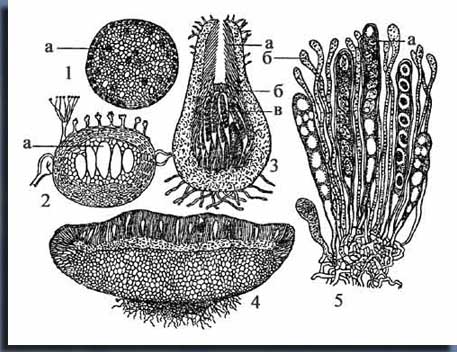 Рис. 8.2. Типы плодовых тел аскомицетов (в разрезе): 1, 2 — клейстотеций, 3 — перитеций, 4, 5 — апотеции (а — сумка, б — парафизы, в — перифизы). 