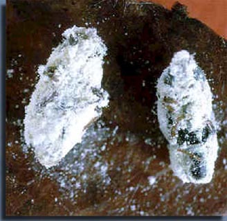 Рис. 9.3. Beauveria bassiana - энтомопатогенный гриб