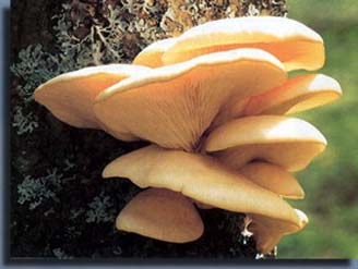 Рис. 7.2 Pleurotus ostreatus – хищный гриб. Небольшие почвенные черви нематоды прилипают к специальным выростам на грибнице таких грибов; гриб прорастает в тело червя и питается им. 