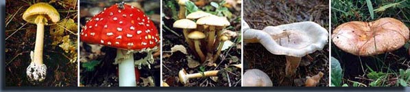 Рис. 9.2. Ядовитые грибы. Слева направо: бледная поганка, красный мухомор, серо-жёлтый ложный опёнок, восковатая говорушка, тонкая свинушка