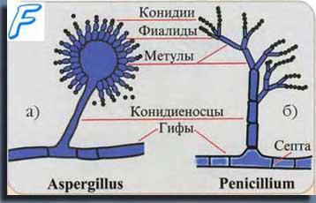 Представители группы Зигомицитов.