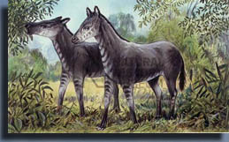 Анхитерий (Anchitherium)