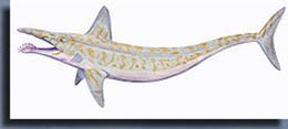 Parahelicoprion
