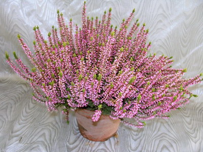 Вереск розовый (Calluna Rose)