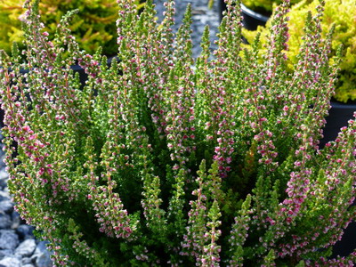 Вереск шотландский (Calluna vulgaris Hill)