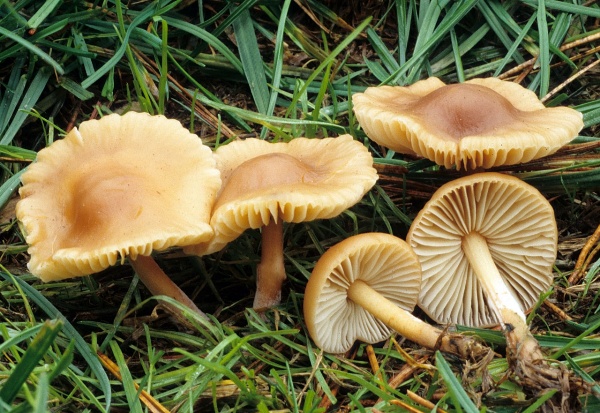 Как выглядит гриб опенок луговой