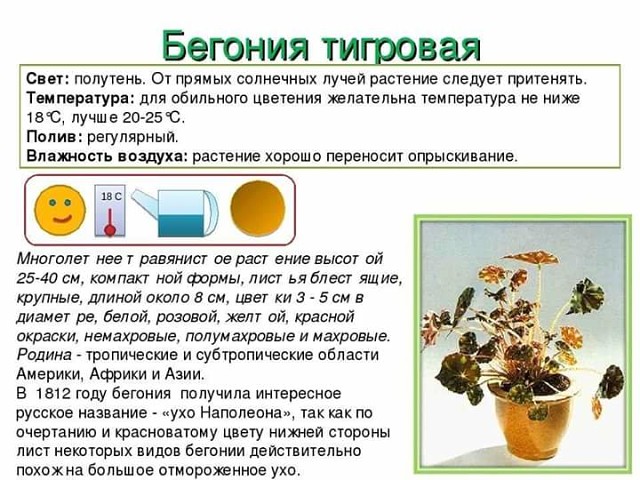Паспорт комнатных растений в картинках