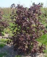 leshina_prostaya_redmajestic_1