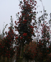 ryabina_turingskaya_fastigiata_1