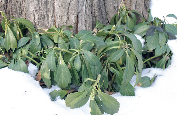 Пахизандра верхушечная – Pachysandra Terminalis