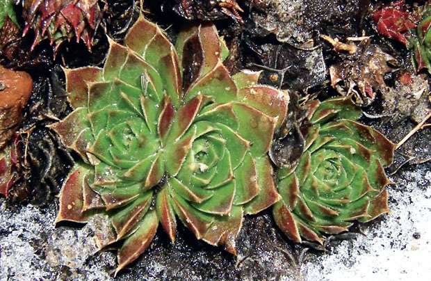 Молодило кровельное – Sempervivum Tectorum