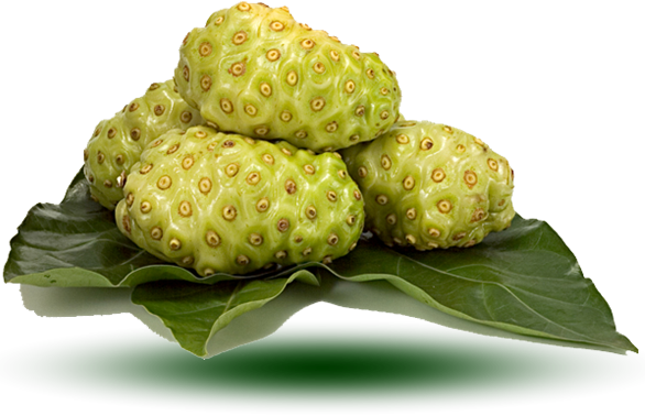 Morinda CITRIFOLIA или Моринда Цитрусолистная