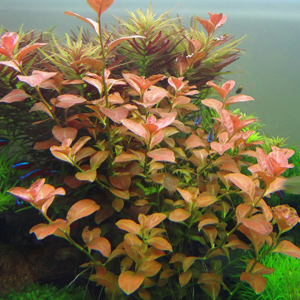 Ludwigia ovalis