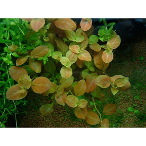 Ludwigia ovalis