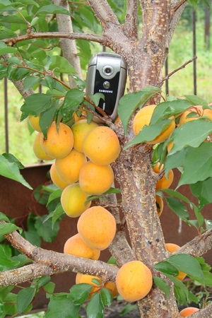Крупные абрикосы в Вашем саду- это реально!