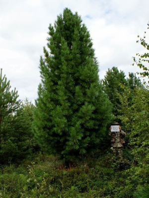 Элитные деревья Сибирского кедра для озеленения 