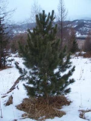 Алтайский кедр, посадочный материал кедра сибирского высотой 3-3,5 м