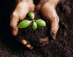 Удобрения — микроудобрения, комплексные и органические удобрения, внесение удобрений, азотные удобрения