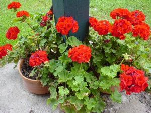 geraniums