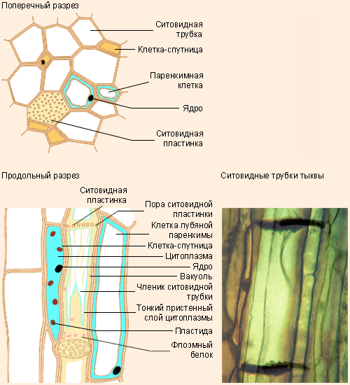 Строение флоэмы. Слева вверху – поперечный разрез, слева внизу – продольный, справа внизу – ситовидные трубки тыквы