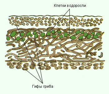 Строение лишайника