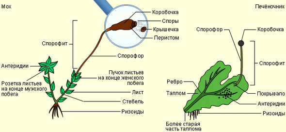 Сравнительное строение мхов и печёночников