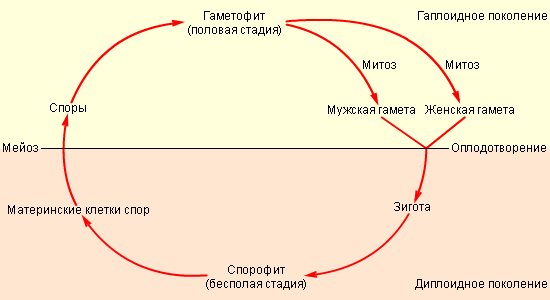 Чередование поколений у высших споровых растений