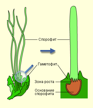 Так спорофит прикрепляется к гаметофиту