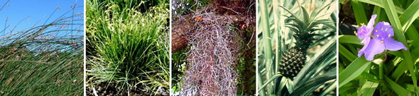 Коммелинииды. Слева направо: осоковые (камыш озёрный, осока острая), бромеливые (испанский мох обыкновенный (свисает с дерева), ананас обыкновенный), коммелиновые (традесканция вирджинская)