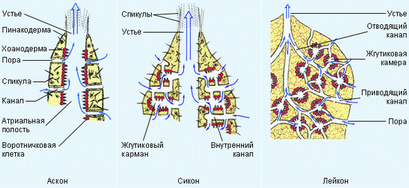 Различные типы строения губок