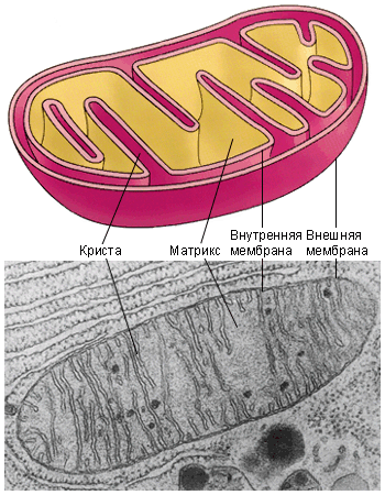 Митохондрии