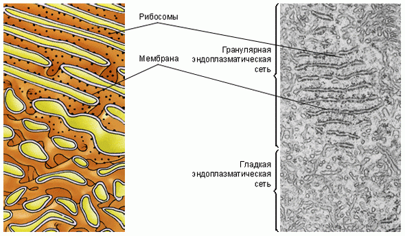 Эндоплазматическая сеть: гладкая и гранулярная структуры. Рядом фотография с увеличением в 10 000 раз