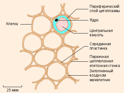 Паренхимные клетки