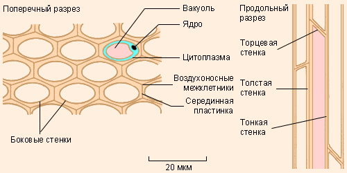 Колленхима