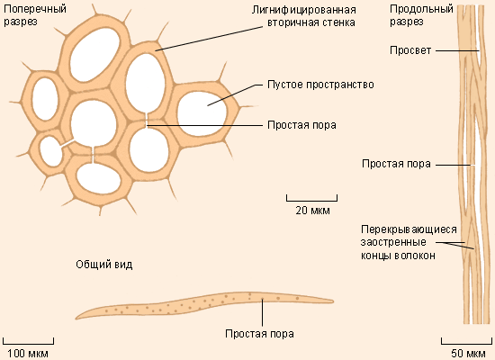 Склеренхима