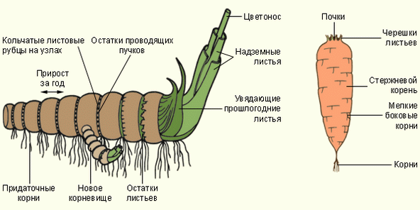 Слева направо: корневище, корнеплод