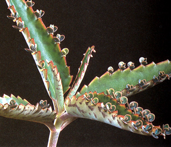 На листьях каланхое Дайгремонта могут образовываться новые растения