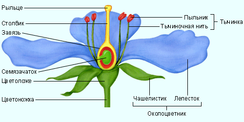 Строение цветка